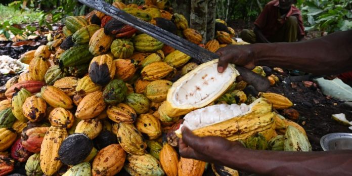Cocoa Farmers boycotts National Farmers’ Day